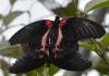 Papilio rumanzovia